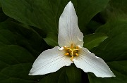 Trillium ovatum - Trillium 07